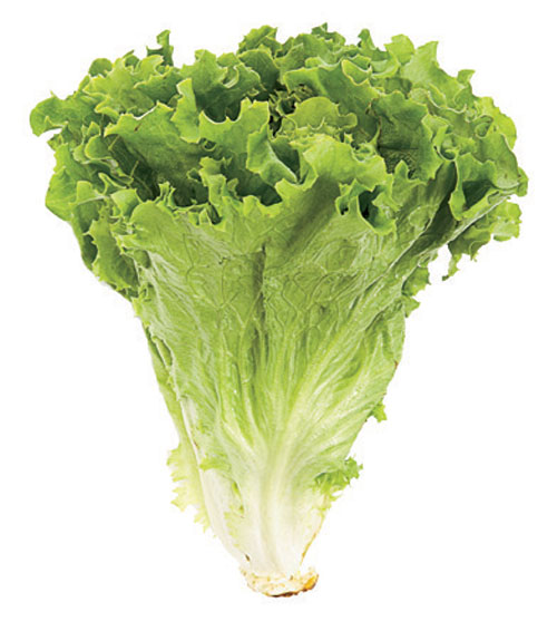 Leaf Lettuce